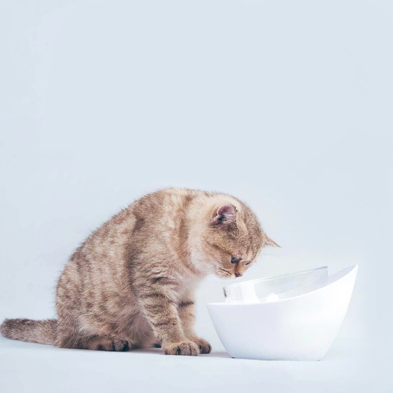 Ciotola di porcellana alzata per gatti perfetto per il cibo bagnato e asciutto